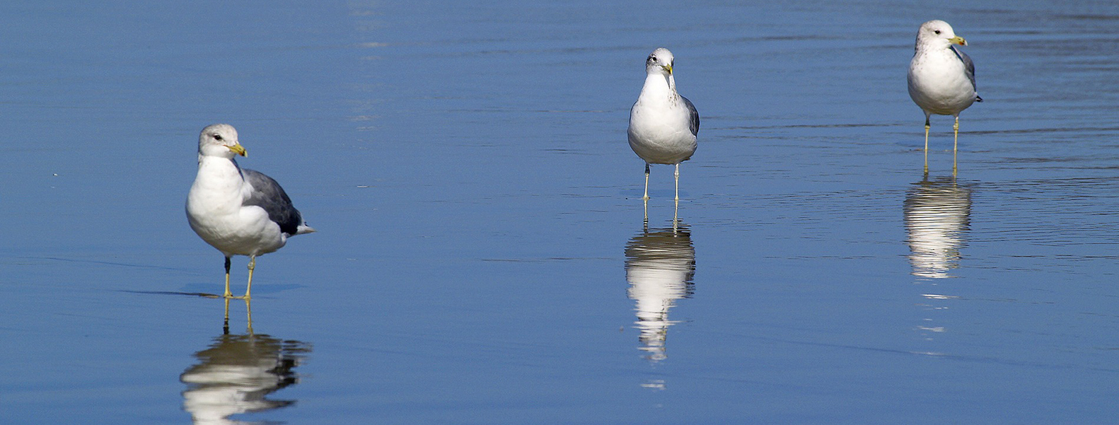 seagulls-51019